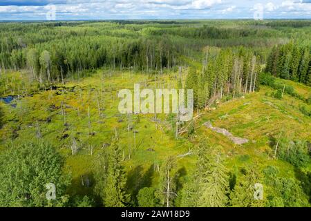 Vista dall'alto di una palude in una zona boscosa Foto Stock