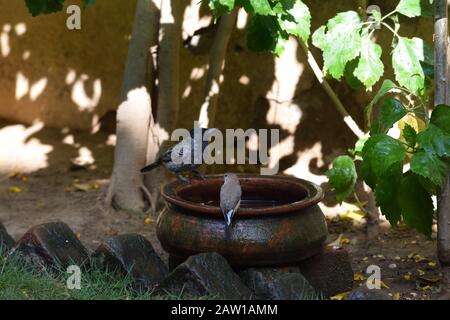 Due tipi diversi di birs visto insieme giovane finchbill indiano Pycnonotus cafer e indiano argsilverbill Euodice malabaricadrinking acqua dallo stesso fango Foto Stock