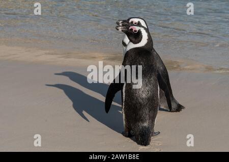 Un paio di pinguini africani (Spheniscus demersus) sulla spiaggia di Boulders, Table Mountain National Park, Simonstown, Città del Capo, Sud Africa. Foto Stock