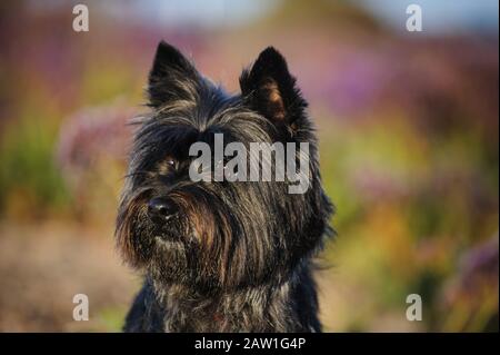 Cairn Terrier cane ritratto esterno Foto Stock