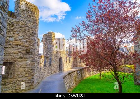 Gand, Belgio, cortile interno di Gravensteen o Castello dei conti, alberi di primavera panorama Foto Stock