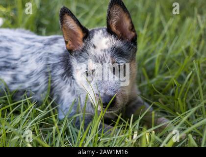 Australian Cattle Dog o Blue Heeler Puppy all'aperto che si trovano nell'erba Foto Stock