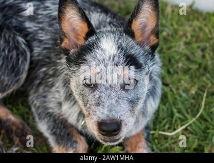 Australian Cattle Dog o Blue Heeler Puppy all'aperto primo piano di faccia guardando la macchina fotografica Foto Stock