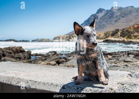 Australian Cattle Dog o Blue Heeler Puppy all'aperto sul mare ritratto a tutta lunghezza che gira a faccia in giù Foto Stock