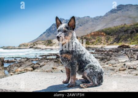 Australian Cattle Dog o Blue Heeler Puppy al mare ritratto a tutta lunghezza guardando fuori in lontananza Foto Stock
