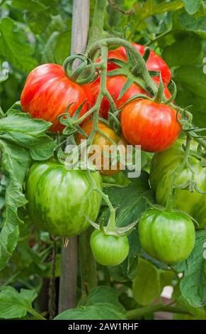 Primo piano di grandi capriate di heirloom pomodori Imbottiti a righe maturando sulla vite in estate in serra domestica, Inghilterra UK. Foto Stock