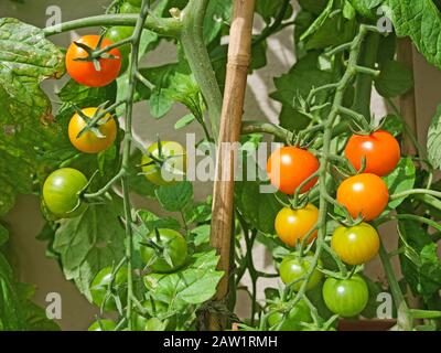 Primo piano di due capriate di pomodori Sungold che maturano sulla vite sotto il sole estivo in giardino inglese domestico Foto Stock