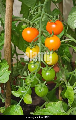 Capriate di pomodori Sungold maturano sulla vite sotto il sole estivo in giardino domestico inglese Foto Stock