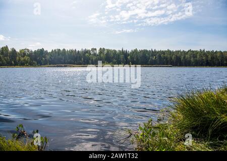 Acqua blu in un lago della foresta di alberi di pino Foto Stock
