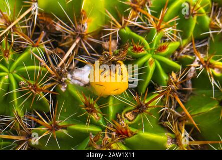 Frutti gialli su un cactus cilindrico, o Ferocactus robustus, un membro della famiglia Cacteae di piante native del Messico. Foto Stock