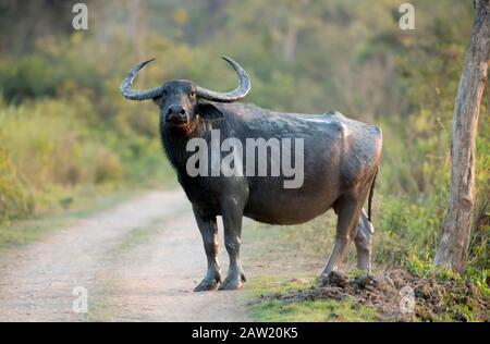 Bufalo selvatico chiamato anche bufalo asiatico che attraversa la strada, ginocchio Bubalus, Parco Nazionale di Kaziranga, Assam, India Foto Stock