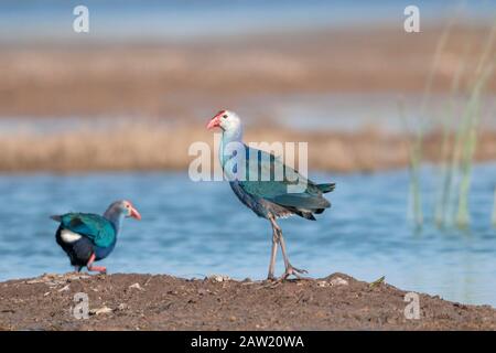 Moorhen viola o swanfen occidentale, Porphyrio porphyrio, Gujarat, India Foto Stock