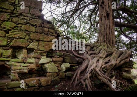 Radici che prendono sopra l'edificio antico in Ayrshire Foto Stock