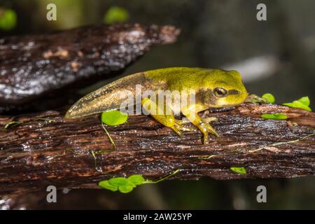 Treefrog europeo, treefrog comune, treefrog dell'Europa centrale (Ayla arborea), lasciando lo stagno di riproduzione poco prima del completamento della metamorfosi, Germania, Baviera Foto Stock