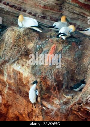 guillemot comune (Uria aalge), morto Guillemot in uccello scogliera con nord gannets, Germania, Schleswig-Holstein, Helgoland Foto Stock