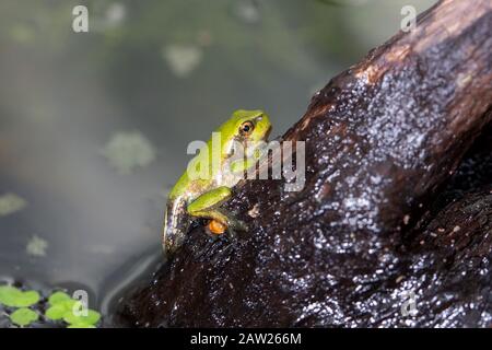 Treefrog europeo, treefrog comune, treefrog dell'Europa centrale (Ayla arborea), lasciando lo stagno di riproduzione poco prima del completamento della metamorfosi, Germania, Baviera Foto Stock