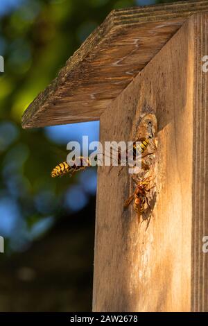 Hornet, cornetto marrone, cornetto europeo (Vespa crabro), che ha arrowing il nido in una casella di uccello, Germania, Baviera, Isental Foto Stock