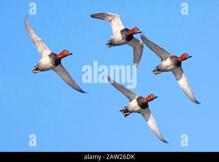 pochard comune (Aythya ferina, Anas ferina), quattro draces volanti, Germania, Baviera Foto Stock