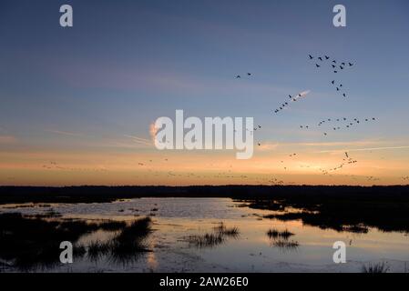 Oca bianca (Anser albifrons), oche bianca che volano via erba palude allagata poco prima dell'alba, Germania, Renania Settentrionale-Vestfalia, NSG Dingdener Heide Foto Stock