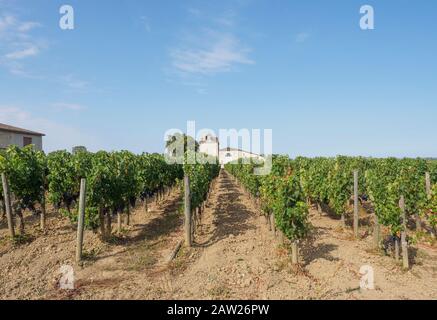 Vigneti francesi di Bordeaux con i quali ha rilasciato uno dei vini più famosi del mondo Foto Stock