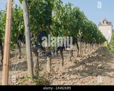 Vigneti francesi di Bordeaux con i quali ha rilasciato uno dei vini più famosi del mondo Foto Stock