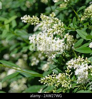 Fiore privato, Ligustrum, all'inizio dell'estate Foto Stock