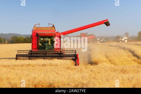Macchina trebbiatrice su campo di grano Foto Stock