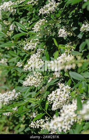 Fiore privato, Ligustrum, all'inizio dell'estate Foto Stock