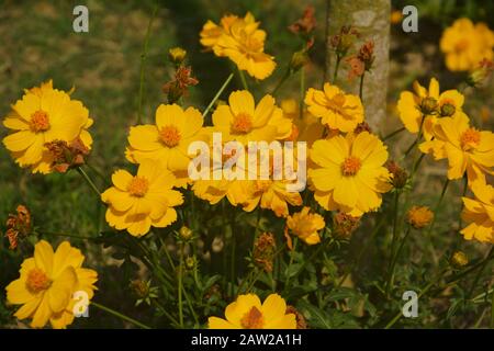 Primo piano di cosmo giallo solfureus piante di fiori con germogli e foglie verdi che crescono nel giardino, selettiva messa a fuoco Foto Stock