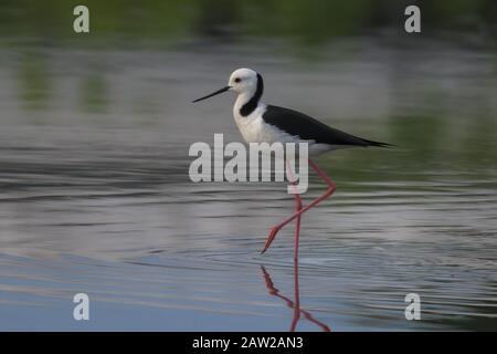 Inclinazione Alata Nera In Piedi In Acque Calme Con Riflessi Foto Stock