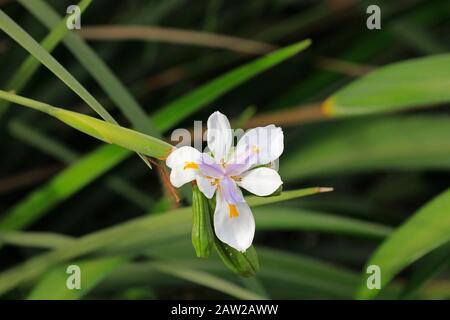 Un'iride selvaggia o un'iride fata (Dietes grandiflora) fioritura. Foto Stock