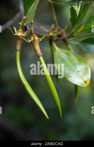 Baccelli di semi di mangrovie, Villaggio di Higashi, Okinawa Foto Stock