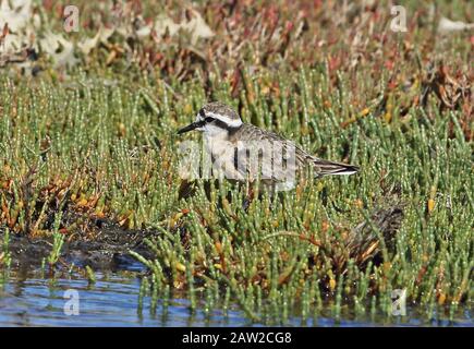 Kittlitz's Plover (Charadrius pecuarius) adulto tra la vegetazione sul mare Western Cape, Sud Africa novembre Foto Stock