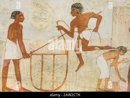 Patrimonio dell'umanità dell'UNESCO, Tebe in Egitto, Valle dei Nobili, tomba di Nakht. Raccogliendo, due uomini stanno provando a chiudere un cestino (anche) pieno di cereali. Foto Stock