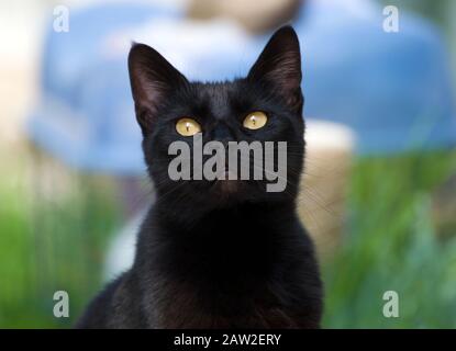 Gatto nero carino con pelo liscio setoso che guarda lontano. Foto Stock