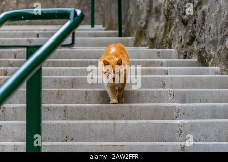 Un gatto randagio bianco e zenzero dall'aspetto triste con occhi scuri che scendono lentamente le scale Foto Stock