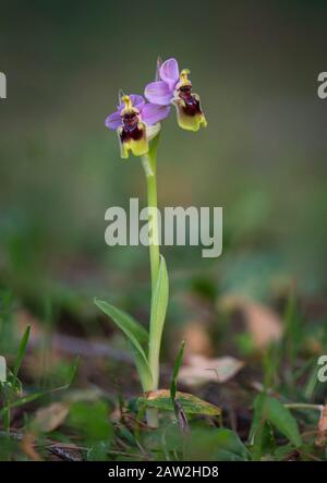Sawfly orchid, Ophrys tenthredinifera, Andalusia, Spagna meridionale. Foto Stock