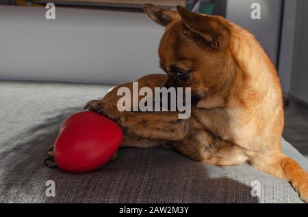 Chihuahua marrone sdraiato su un divano e giocando con un giocattolo a forma di cuore Foto Stock