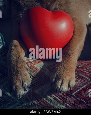 Doggy San Valentino. Il closeup delle zampe di un chihuahua che tiene un giocattolo a forma di cuore. Foto Stock