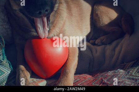 Chihuahua tenendo un giocattolo a forma di cuore e tendendo nel suo letto. San Valentino noioso. Foto Stock