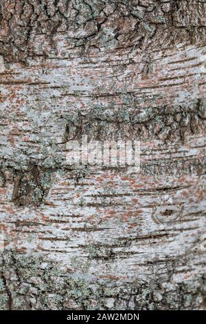 Abbaio vecchio di betulla sfondo texture albero, fuoco affettivo, tonato Foto Stock