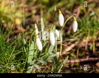 Gocce di neve fresche sullo sfondo della primavera Foto Stock