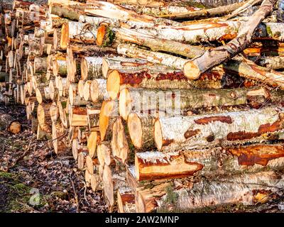 Tronchi di betulla accatastati sul bordo della foresta Foto Stock