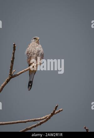 Kestrel comune, Falco tinnunculus, piccoli rapaci seduti sul tronco degli alberi Foto Stock