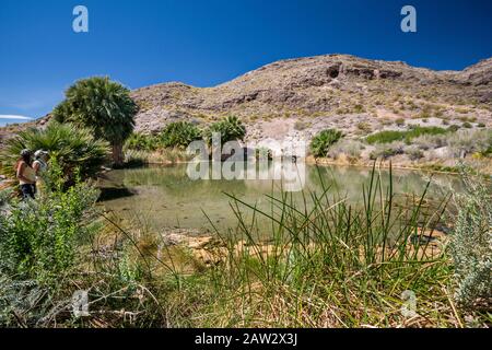 Stagno a molla Rogers, geotermica primavera calda oasi nei pressi di Northshore Road, Lake Mead National Recreation Area, Nevada, STATI UNITI D'AMERICA Foto Stock