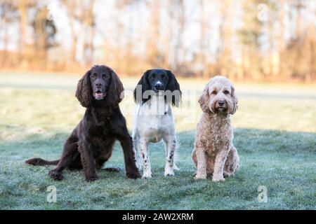 tre cani in piedi in una linea Foto Stock