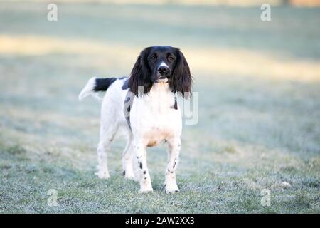 Springer spaniel ritratto Foto Stock