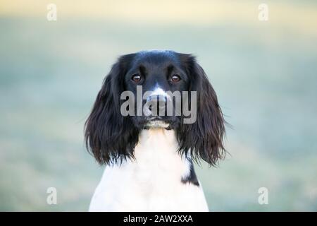 Springer spaniel ritratto Foto Stock