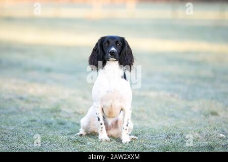 Springer spaniel ritratto Foto Stock