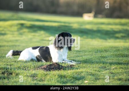 Springer spaniel sdraiato Foto Stock